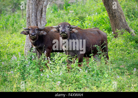 Wild Water buffalo (Bubalus arnee), deux jeunes veaux, parc national de Yala, au Sri Lanka Banque D'Images