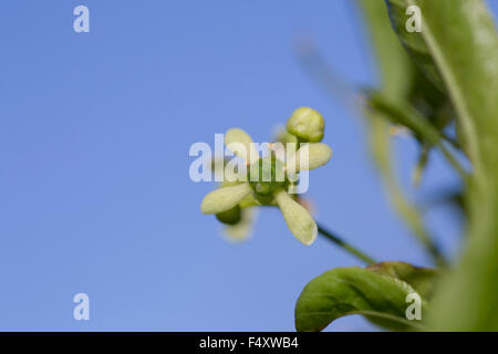 L'arbre de fusée ; Euonymus europaeus fleur ; Cornwall, UK Banque D'Images