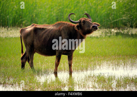 Le buffle d'eau (Bubalis bubalis), femelle adulte, debout dans l'eau peu profonde, le Parc National de Bundala, Sri Lanka Banque D'Images