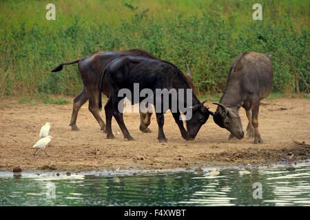 Le buffle d'eau (Bubalis bubalis), la lutte contre les adultes par l'eau, garde-boeufs (Bubulcus ibis), le Parc National de Bundala, Sri Lanka Banque D'Images