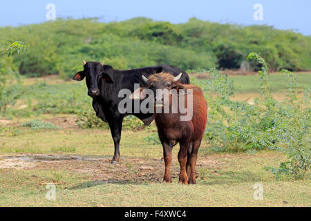 Le buffle d'eau (Bubalus bubalis), les jeunes avec le bétail domestique, le Parc National de Bundala, Sri Lanka Banque D'Images