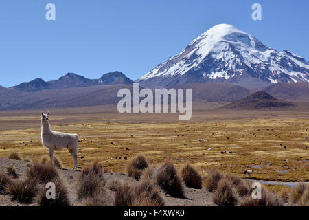 Le lama (lama glama) en face de nevado sajama volcan, parc national de Sajama, Bolivie Banque D'Images