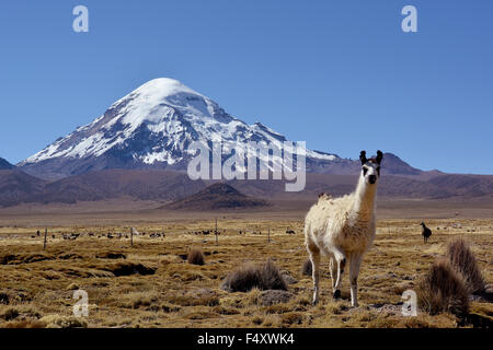 Le lama (lama glama) en face de nevado sajama volcan, parc national de Sajama, Bolivie Banque D'Images