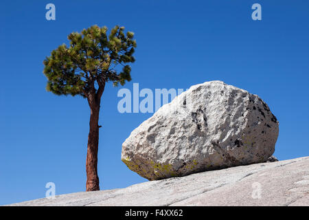 Arbre, pin et un round rock sur un plateau rocheux à Olmsted Point, Yosemite National Park, California, USA Banque D'Images