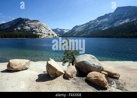 Lac Tenaya, Yosemite National Park, California, USA Banque D'Images