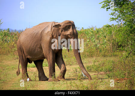 L'éléphant du Sri Lanka (Elephas maximus maximus), adulte, homme, alimentation, parc national Udawalawe, Sri Lanka Banque D'Images