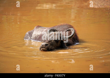 Le buffle d'eau (Bubalis bubalis), des profils dans l'eau, baignade, Parc National de Bundala, Sri Lanka Banque D'Images