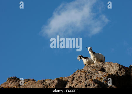 Deux chèvres sauvages sur un rocher au château de Myrina, île de Lemnos, Grèce Banque D'Images