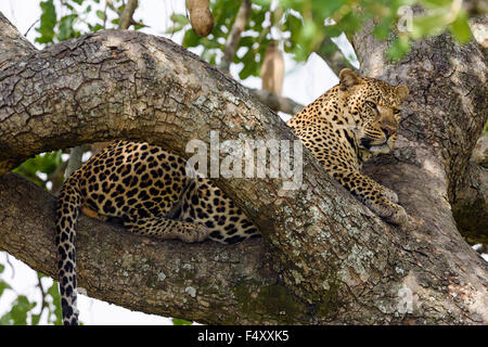 Leopard (Panthera pardus), homme en relaxant (Kigelia africana arbre saucisse), Masai Mara, Kenya, comté de Narok Banque D'Images