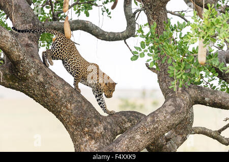 Leopard (Panthera pardus), homme descendre de l'arbre Kigelia africana (saucisse), Masai Mara, Kenya, comté de Narok Banque D'Images