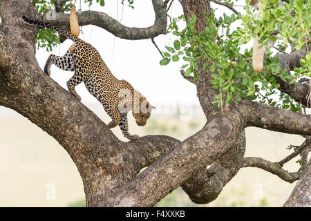 Leopard (Panthera pardus), homme descendre de l'arbre Kigelia africana (saucisse), Masai Mara, Kenya, comté de Narok Banque D'Images