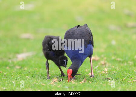 Talève Sultane (Porphyrio porphyrio) à Royal N.P, NSW, Australie Banque D'Images