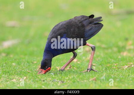 Talève Sultane (Porphyrio porphyrio) à Royal N.P, NSW, Australie Banque D'Images