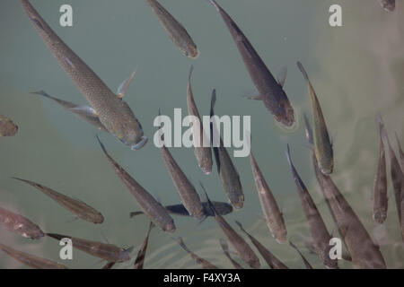 Rougets poissons nagent dans la mer Banque D'Images