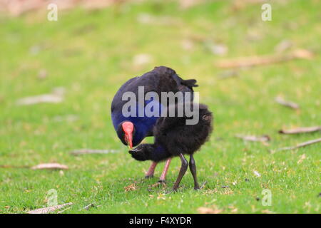 Talève Sultane (Porphyrio porphyrio) à Royal N.P, NSW, Australie Banque D'Images