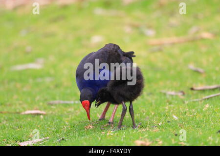 Talève Sultane (Porphyrio porphyrio) à Royal N.P, NSW, Australie Banque D'Images