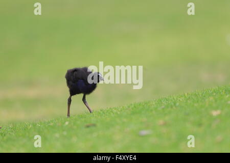 Talève Sultane (Porphyrio porphyrio) à Royal N.P, NSW, Australie Banque D'Images