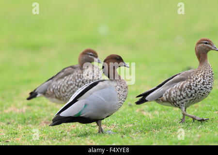 Animal, l'Australie, bec, bill, oiseau, brown, campaspe, chenonetta, canard, echuca, faune, plume, femme, gris, jubata, paysage, Banque D'Images