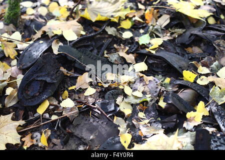 Sztutowo 24th, 2015 octobre des centaines de chaussures et vêtements ont été trouvés dans la forêt proche de l'ancien camp de concentration Nazi à Stutthof Sztutowo, dans le Nord de la Pologne. Les éléments sont soupçonnés d'avoir appartenu au camp des détenus. En général, les nouveaux détenus de camps de concentration nazis ont été dépouillés de leurs vêtements et leurs biens à l'arrivée. Environ 65 000 détenus sont morts dans le camp de la mort de Stutthof, fonctionna de 1939 septembre à mai 1945. Credit : Michal Fludra/Alamy Live News Banque D'Images