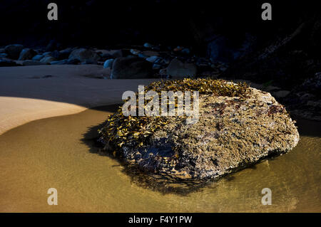 Rock couvert dans les algues dans un bassin d'eau sur Druidston Haven Beach de Pembrokeshire. Résumé image du soleil et de l'ombre. Banque D'Images