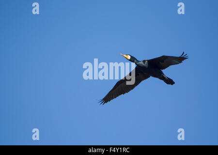 Un Cormoran en vol contre un ciel bleu clair, Rye, East Sussex, UK Banque D'Images