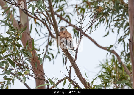 Nankeen crécerelle (Falco cenchroides) Ouest de l'Australie. Banque D'Images