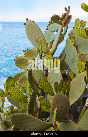 Des plantes luxuriantes et exotiques d'Opuntia ficus-indica bien acclimaté sur mer Banque D'Images