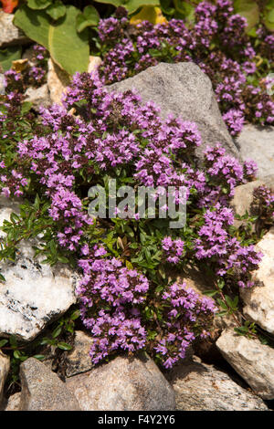 L'Inde, l'Himachal Pradesh, le Lahaul Valley, Chhatru, petites fleurs pourpre azalea parmi les roches au bord de route de Spiti Banque D'Images