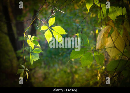 Les feuilles de vigne-éclairé par un rayon de soleil en bois sombre en automne Banque D'Images