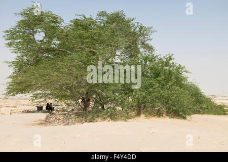 Arbre de vie dans le désert en dehors de Manama Bahreïn au Moyen-Orient. Banque D'Images