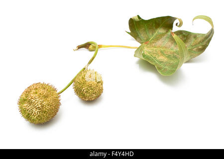 Avion-tree seed balls en automne isolated on white Banque D'Images