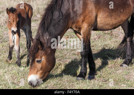 Exmoor foal, nouveau-né colt, Wild Ponies, UNE jument broutant l'herbe d'automne, les chevaux sauvages d'Exmoor UK dans l'ancienne zone militaire Milovice République tchèque Banque D'Images