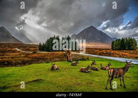 Red Deer dans les highlands écossais en attente sur l'orage passe. Banque D'Images