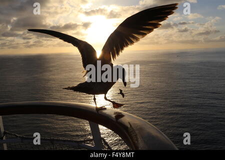 Seagull ailes propagation prêt au décollage Banque D'Images