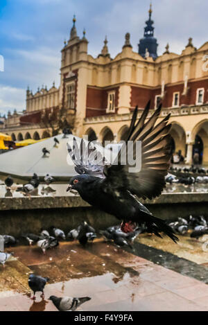 Beaucoup de colombes dans la vieille ville de Cracovie. Place du marché. Pologne Banque D'Images