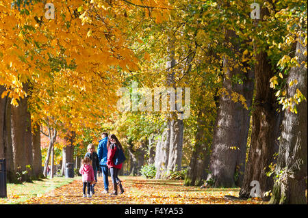 Builth Wells, Powys, au Royaume-Uni. 24 octobre, 2015. Une famille promenade à travers une avenue de feuilles d'automne dans l'Groe recreation ground par la rivière Wye dans le petit bourg de Builth Wells. Credit : Graham M. Lawrence/Alamy Live News. Banque D'Images