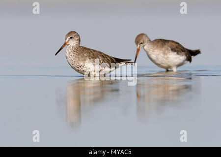 Harelde boréale (Tringa commun deux tétanos) en août à plumage Manych lake. Kalmykia, Russie Banque D'Images