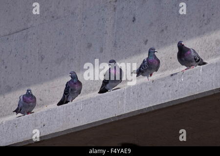 Pigeons sauvages Banque D'Images