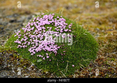 Arctique, Svalbard, Faksevagen. Grappe de fleurs de silène acaule. Banque D'Images