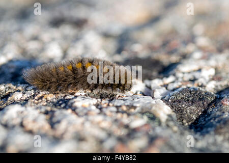 Au Canada, le Nunavut, l'île de Baffin, l'Île Kekerten. Ours laineux arctique caterpillar, connu pour passer la plupart de leur vie congelé. Banque D'Images