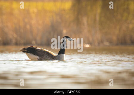 La bernache du Canada, Branta canadensis, se réveillant et la natation sur le lac dans la lumière du soleil tôt le matin Banque D'Images