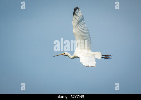 La spatule blanche Platalea leucorodia, in-flight against a blue sky Banque D'Images