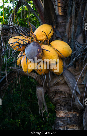 Vieux arbres mûrs jaune avec bande de coco Banque D'Images