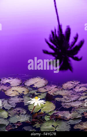 Water Lily pond à la fin du coucher du soleil ossature Tobago Caraïbes Banque D'Images