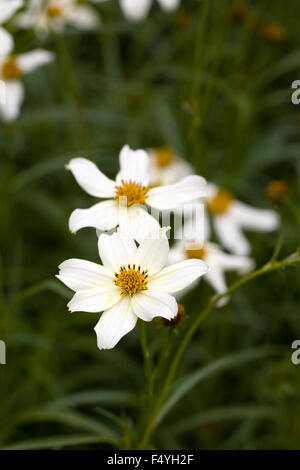 Bidens Heterophylla fleurs dans le jardin. Tickseed fleur. Banque D'Images