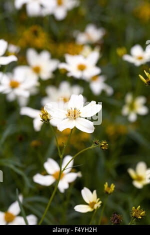 Bidens Heterophylla fleurs dans le jardin. Tickseed fleur. Banque D'Images