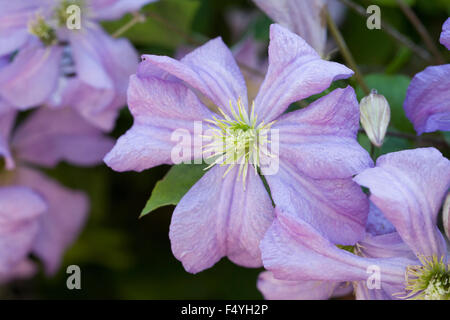 Clematis 'Prince Charles' fleurs. Banque D'Images