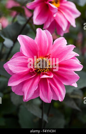 Dahlia 'Fascination' de plus en plus une frontière. Banque D'Images