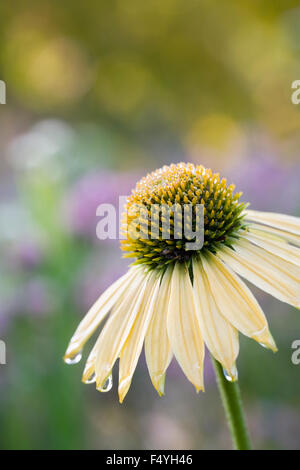 Echinacea 'Amber Mist' fleur. Coneflower dans une frontière herbacées en automne. Banque D'Images