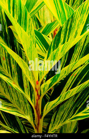 Rayé vert et jaune allongée feuilles de gingembre coquille Banque D'Images